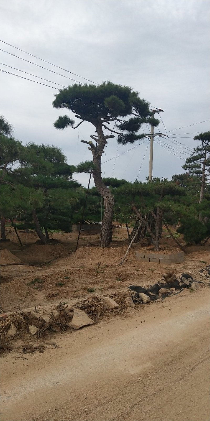 造型松