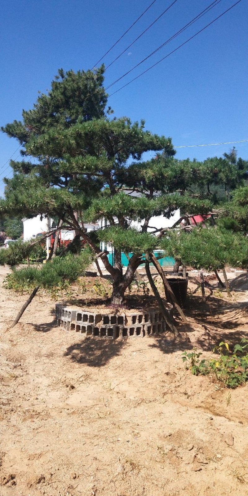 造型松