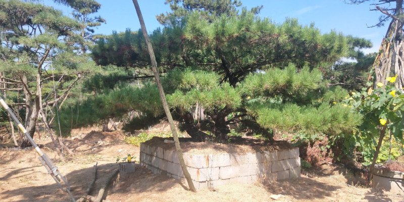 造型松