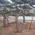 造型松