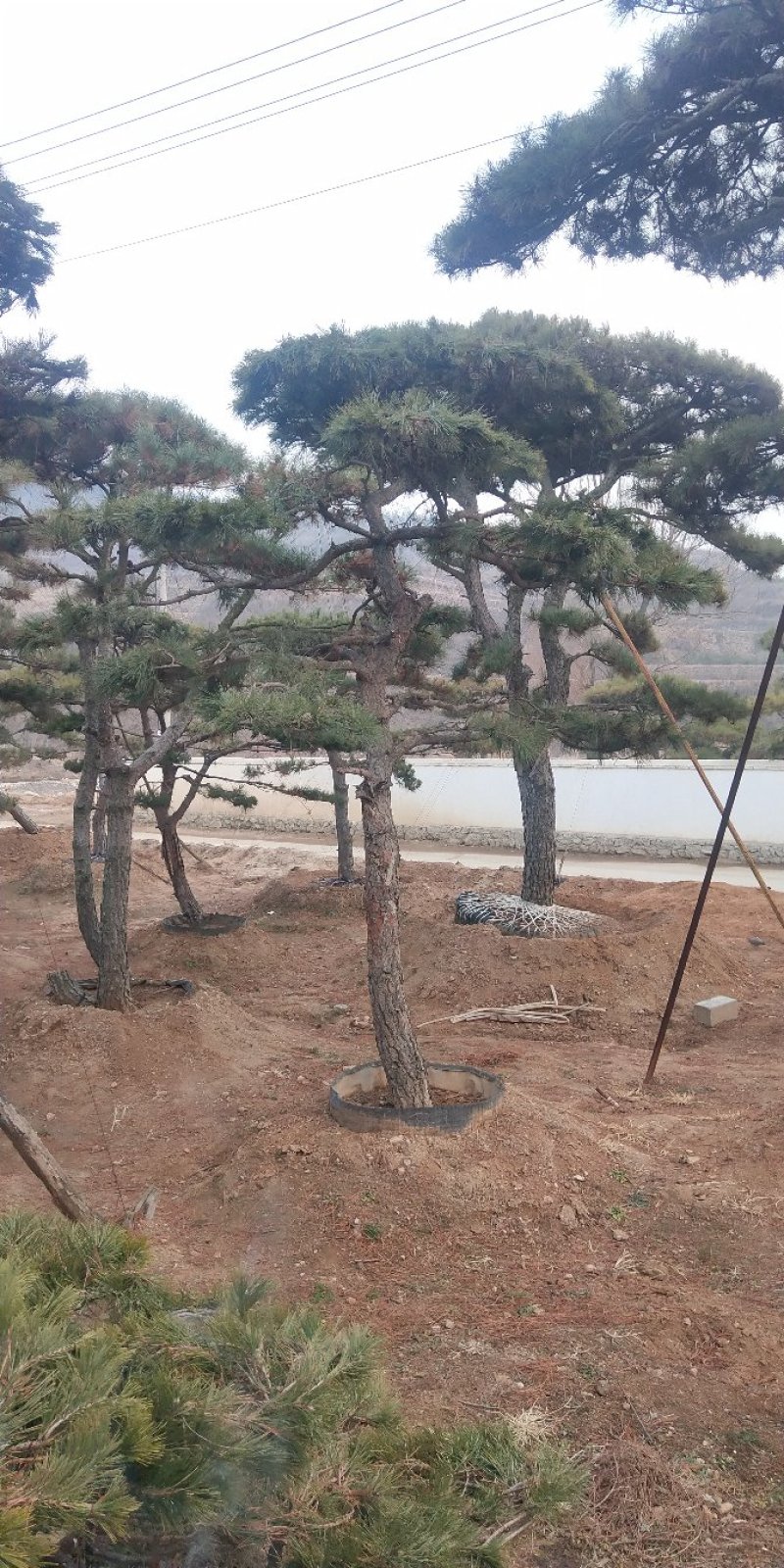 造型松