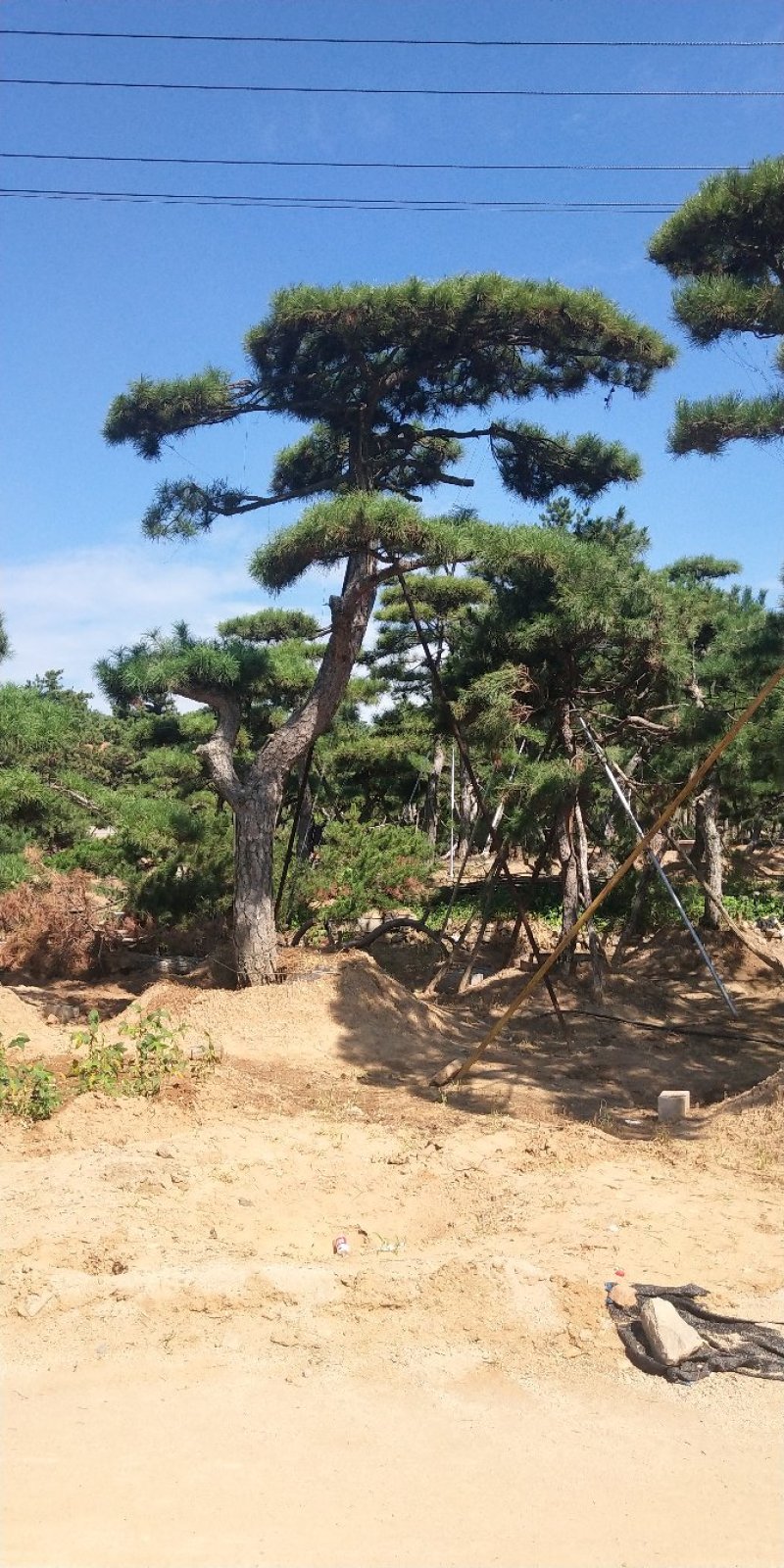 造型松
