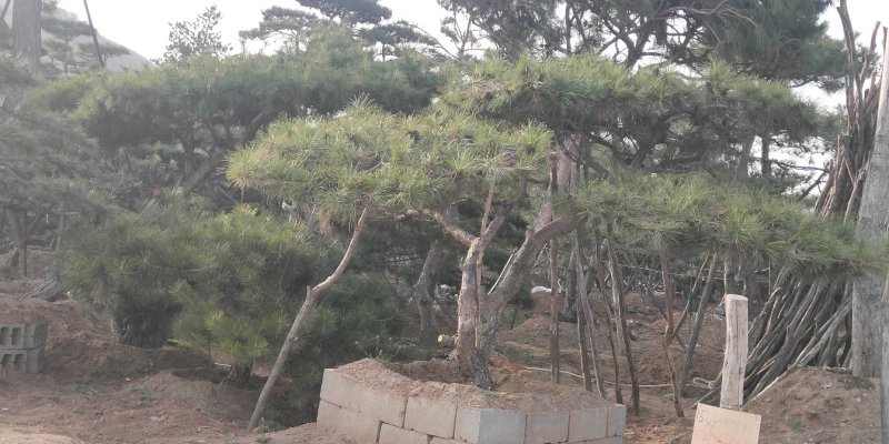 造型松