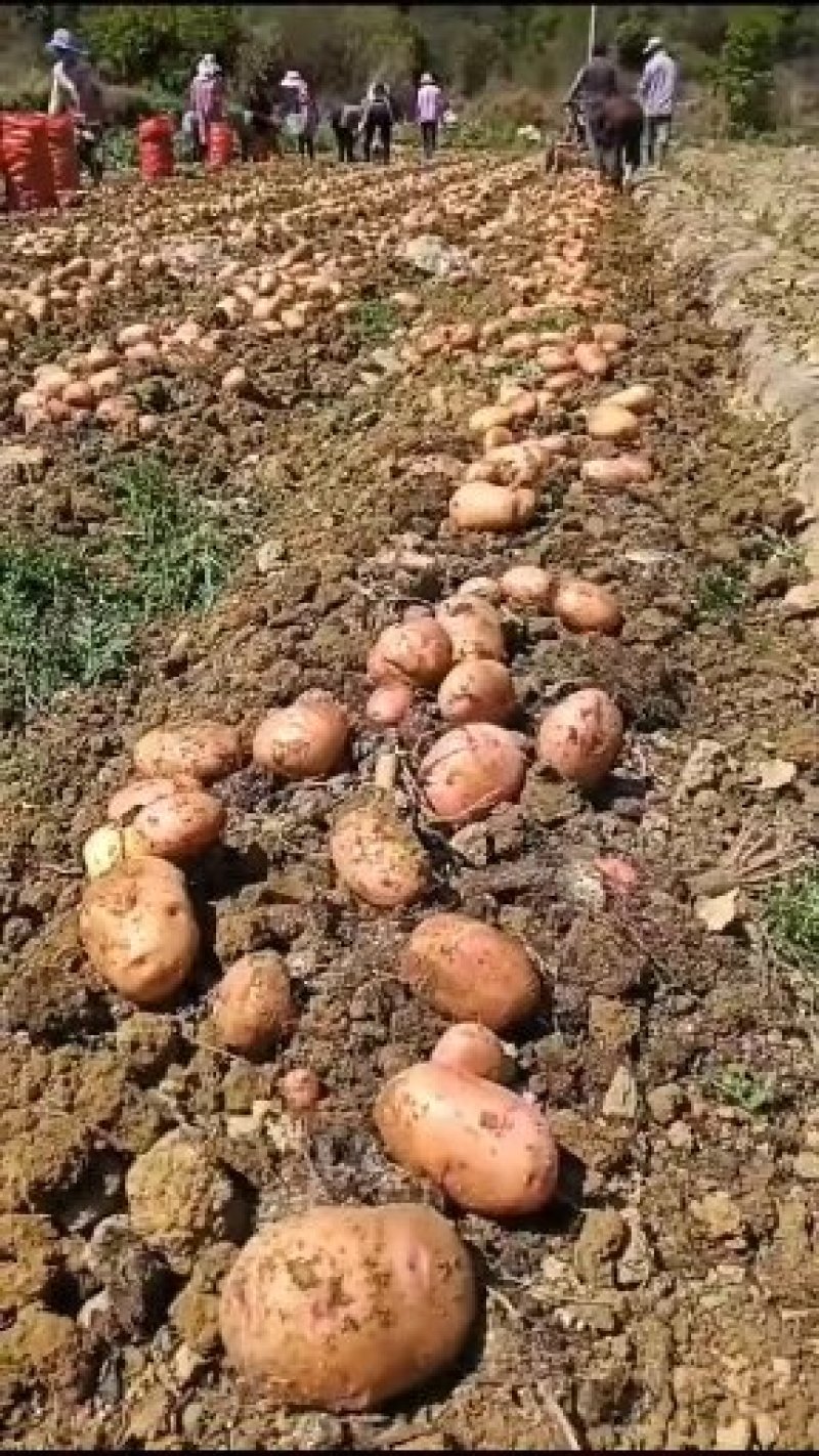 合作88号土豆大量上市