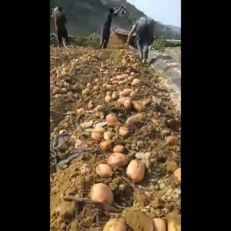 合作88号土豆大量上市