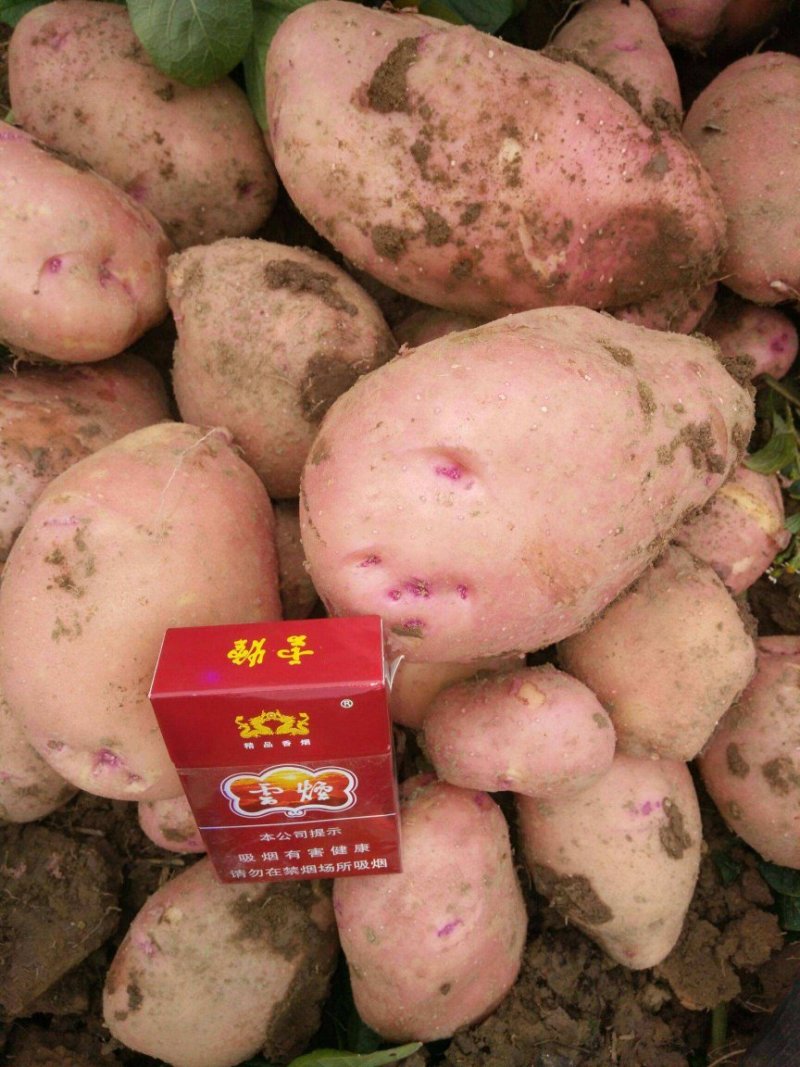 合作88号土豆大量上市