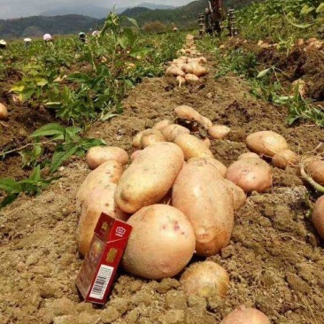 合作88号土豆大量上市