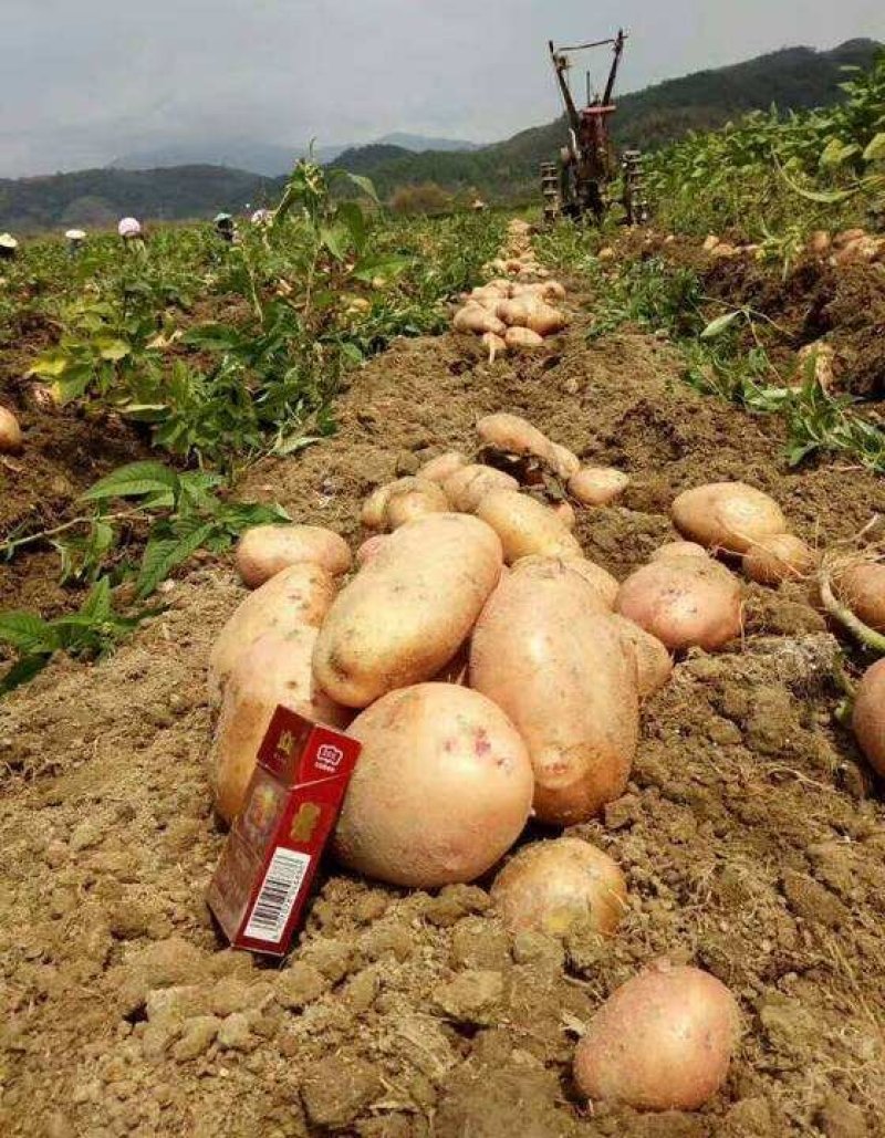 合作88号土豆大量上市