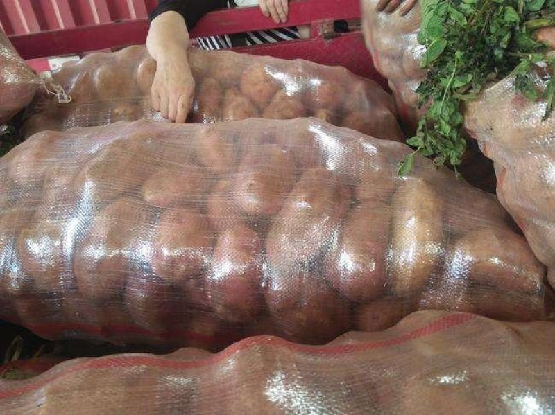 合作88号土豆大量上市