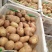 合作88号土豆大量上市