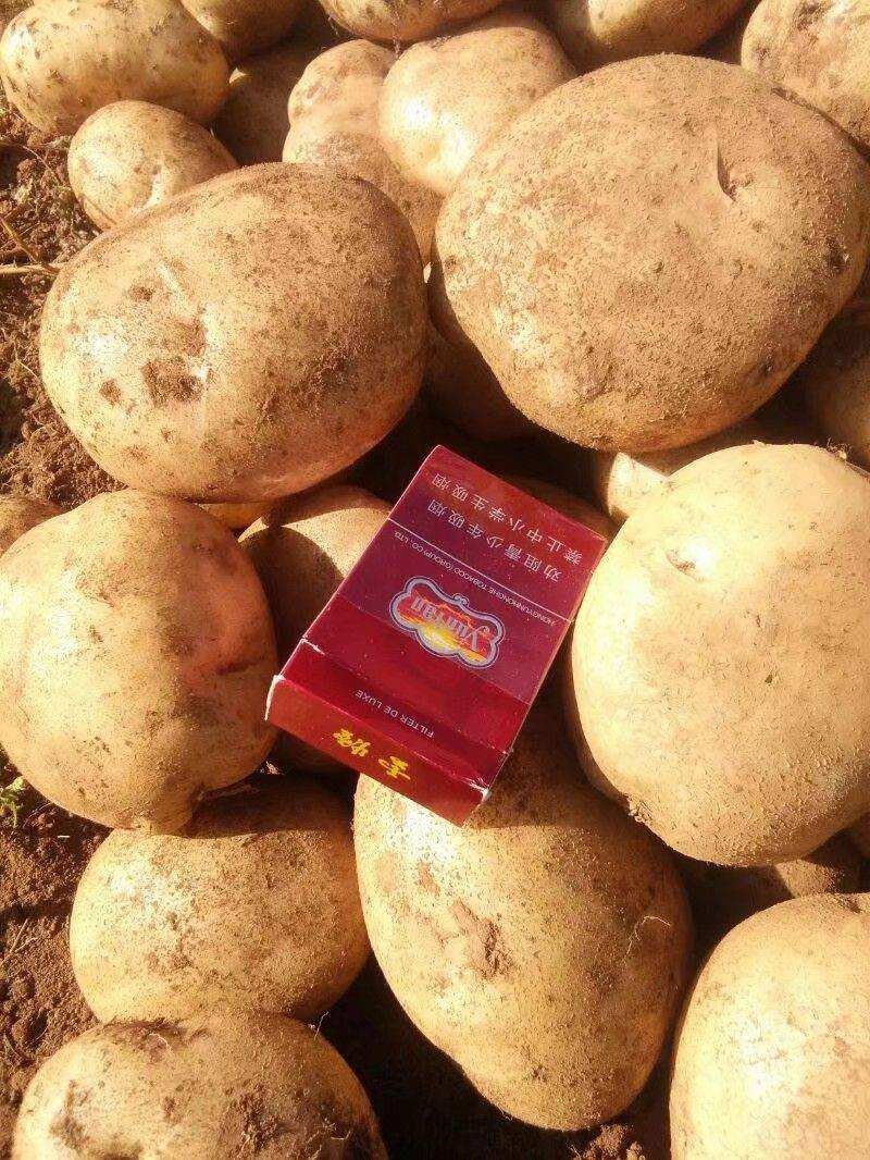 丽薯6号，大量上市，希望先老顾客，赶快预定