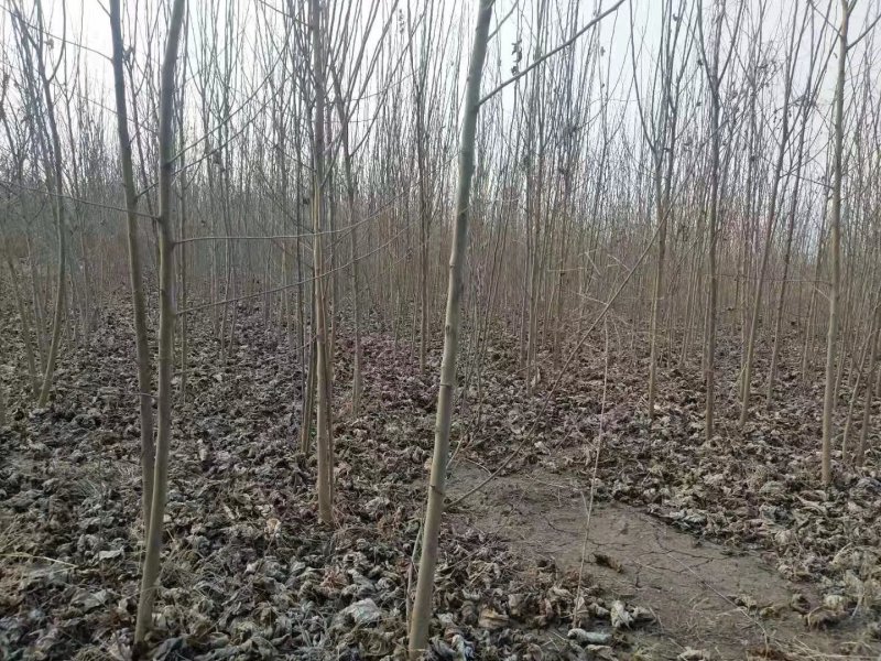 桑树苗