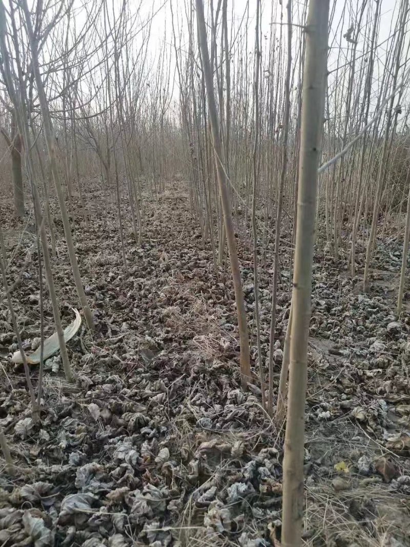 桑树苗