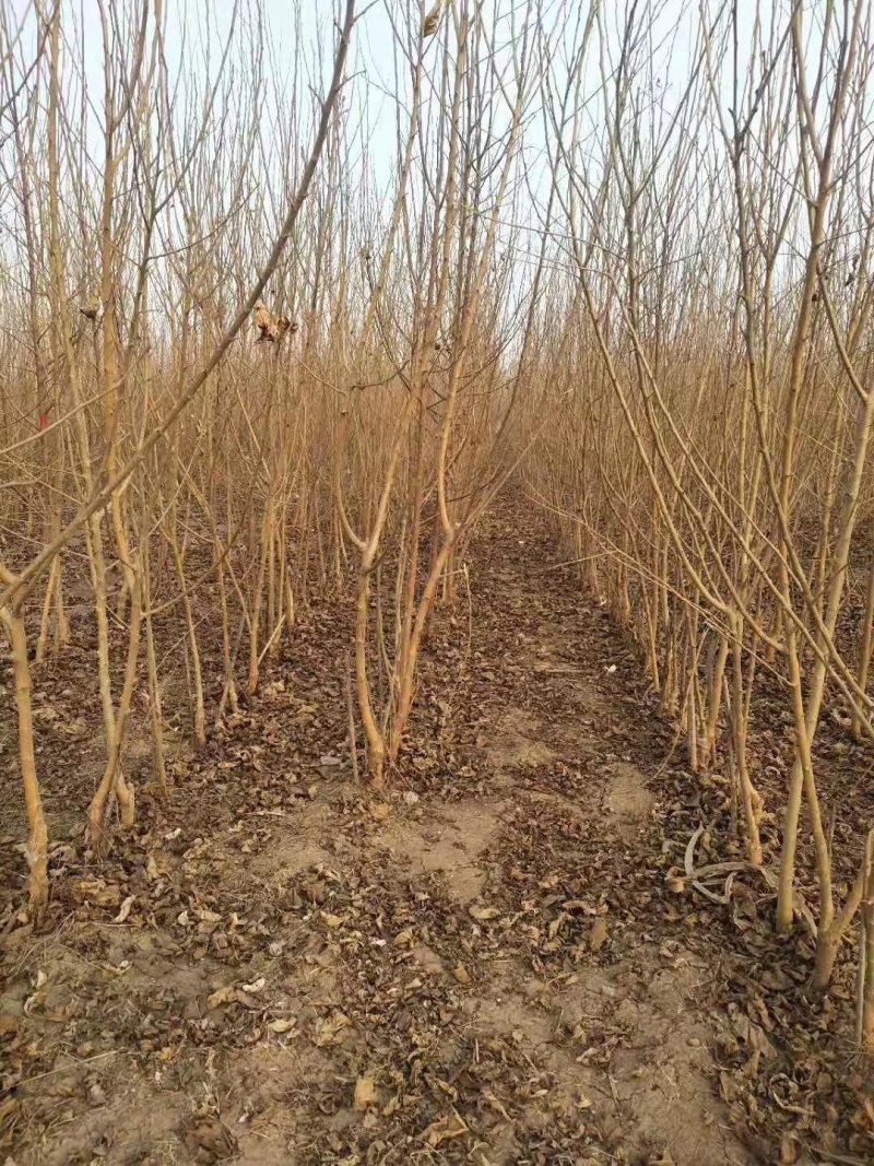 桑树苗