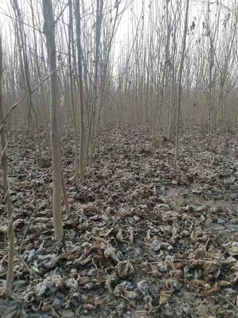 桑树苗