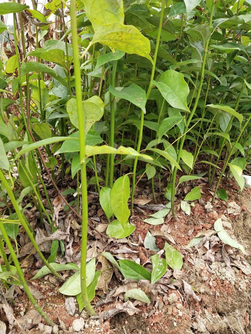 【牛商推荐】优质香樟苗，大叶小叶都有苗欢迎来电洽谈合作
