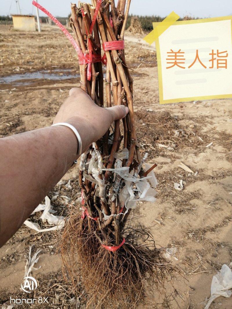 河北昌黎美人指葡萄苗9月初成熟单粒重20克皮薄肉脆不裂果