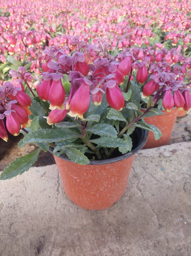 长寿花（宫灯长寿）花期长颜色多好管理价格合理发货及时