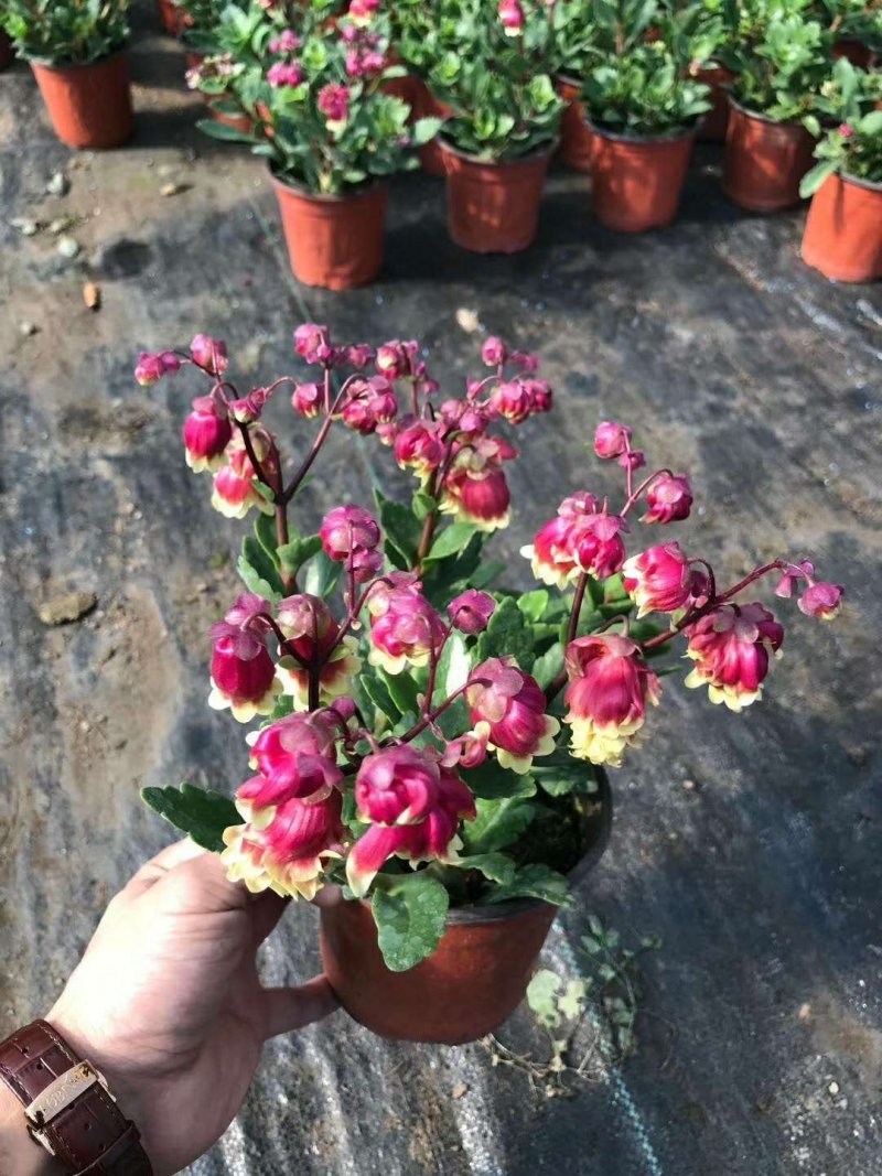 长寿花（宫灯长寿）花期长颜色多好管理价格合理发货及时