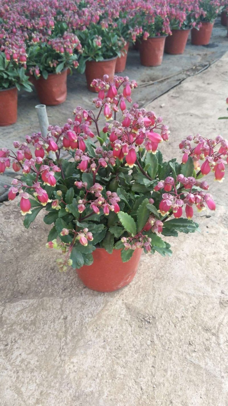 长寿花（宫灯长寿）花期长颜色多好管理价格合理发货及时