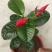 长寿花（宫灯长寿）花期长颜色多好管理价格合理发货及时