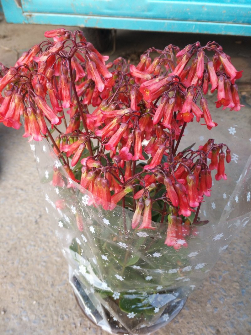 长寿花（宫灯长寿）花期长颜色多好管理价格合理发货及时