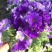 长寿花（宫灯长寿）花期长颜色多好管理价格合理发货及时