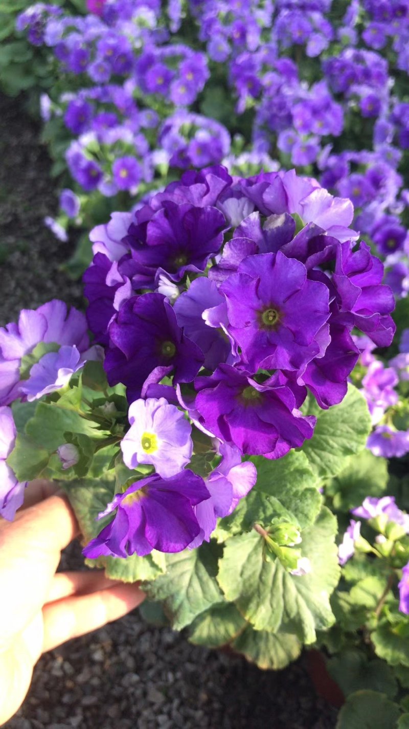 长寿花（宫灯长寿）花期长颜色多好管理价格合理发货及时