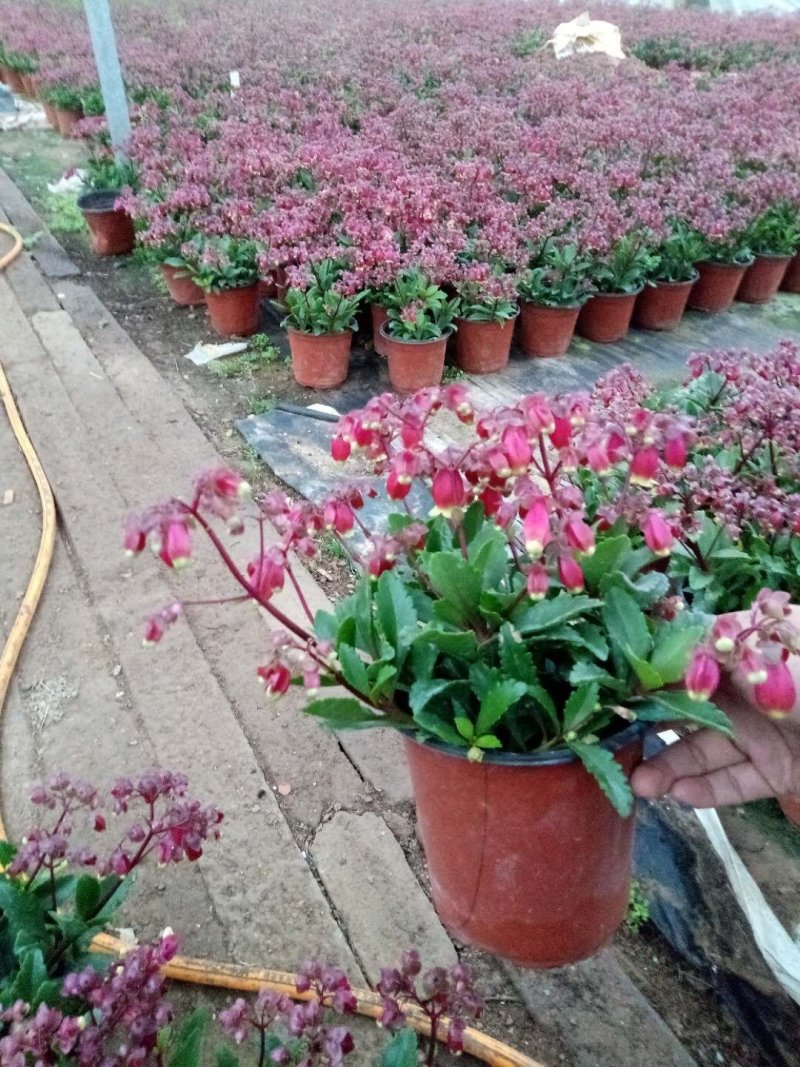 长寿花（宫灯长寿）花期长颜色多好管理价格合理发货及时