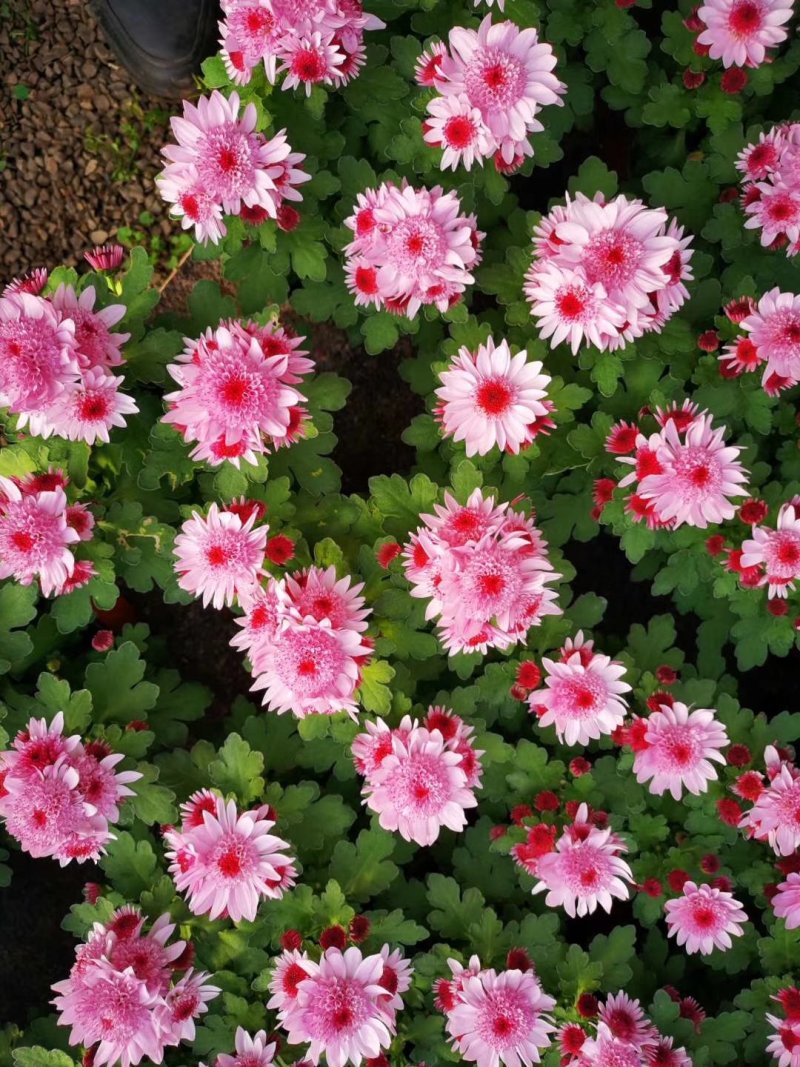 长寿花（宫灯长寿）花期长颜色多好管理价格合理发货及时
