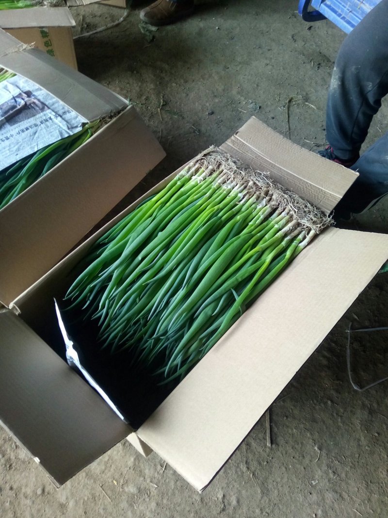 滦南县精品小葱产地直发货源充足对接各大批发商电商