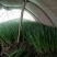 滦南县精品小葱产地直发货源充足对接各大批发商电商