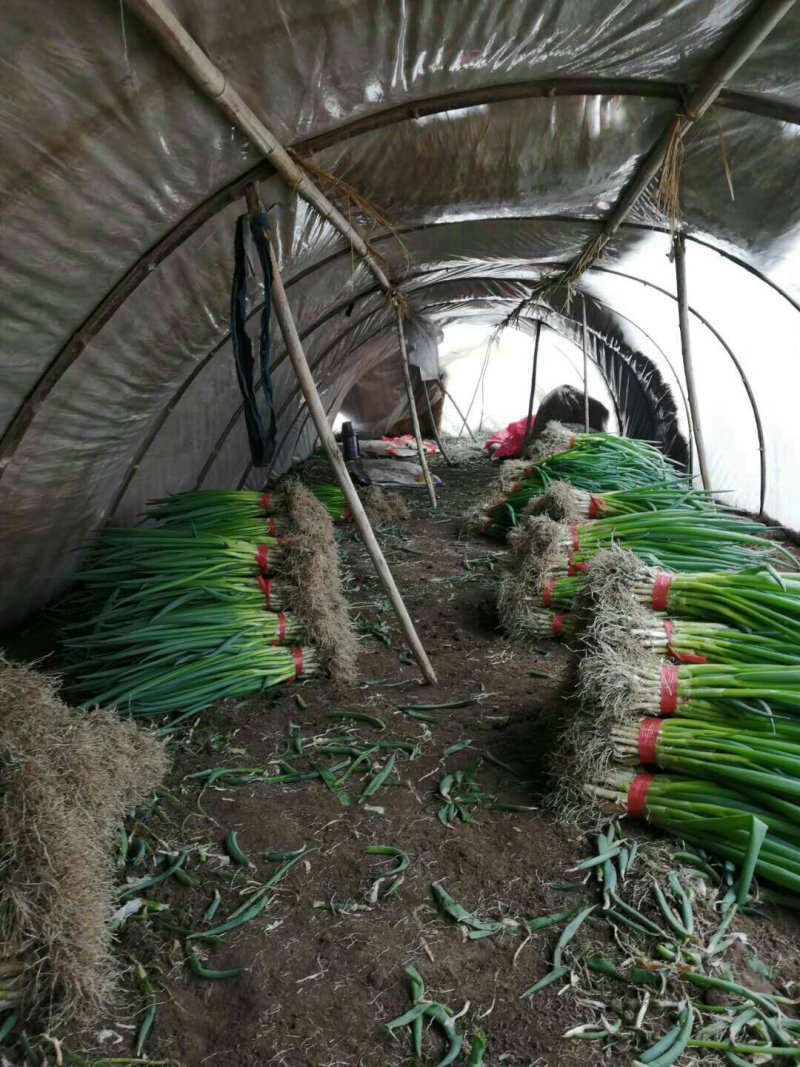 滦南县精品小葱产地直发货源充足对接各大批发商电商