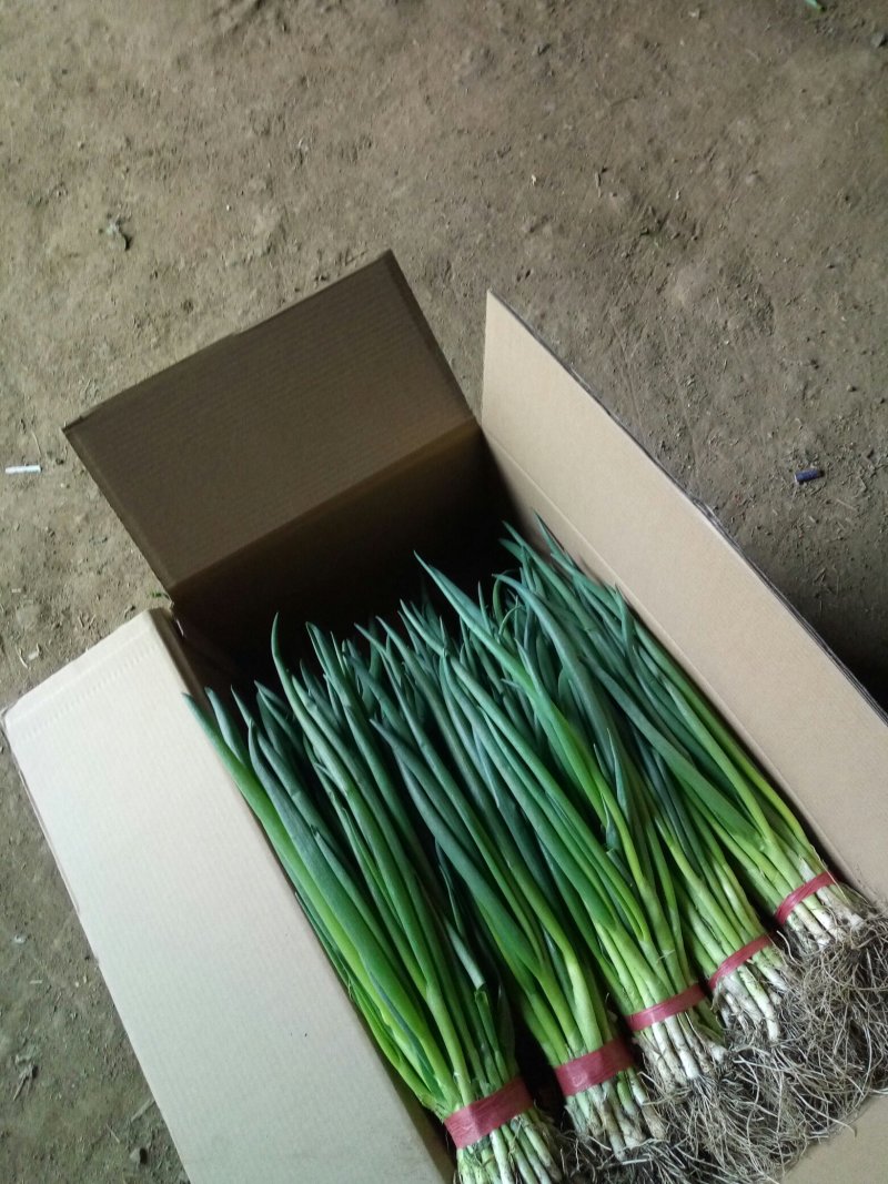 滦南县精品小葱产地直发货源充足对接各大批发商电商