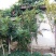 无籽石榴苗突尼斯软籽石榴树苗黑子石榴树果树南北方种植当年