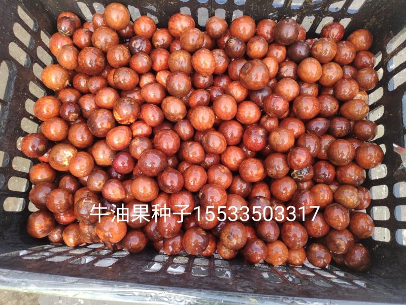直销，牛油果种子现剥现发保证新鲜量大优惠