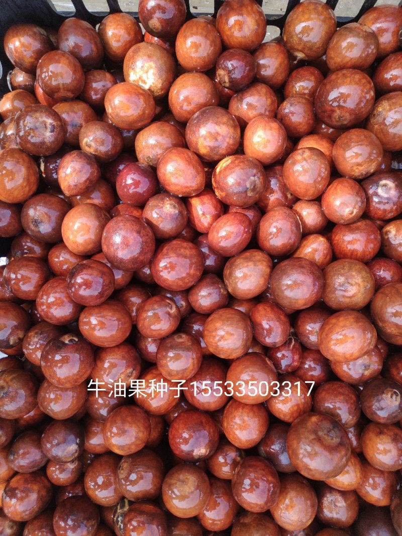 直销，牛油果种子现剥现发保证新鲜量大优惠
