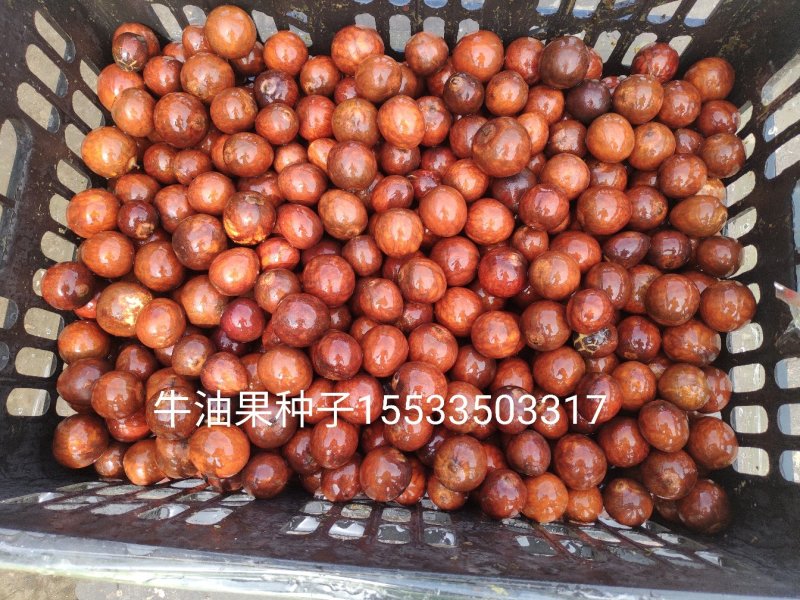 直销，牛油果种子现剥现发保证新鲜量大优惠
