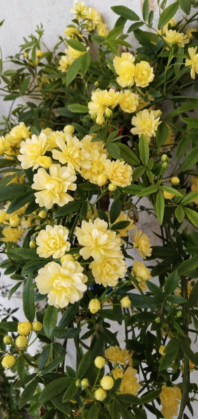 木香黄木香白木香，爬藤植物适合做花墙花架拱门长廊等