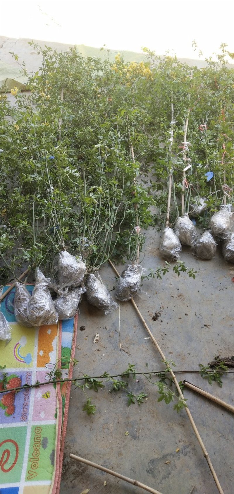 木香黄木香白木香，爬藤植物适合做花墙花架拱门长廊等