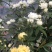 木香黄木香白木香，爬藤植物适合做花墙花架拱门长廊等