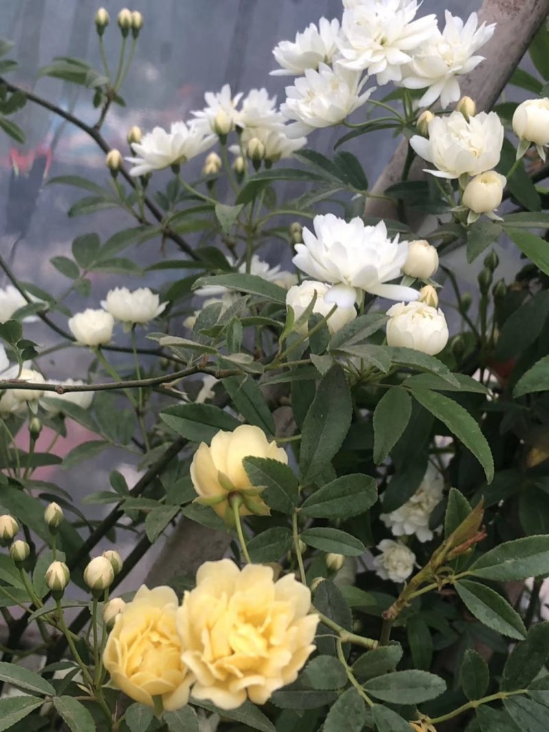 木香黄木香白木香，爬藤植物适合做花墙花架拱门长廊等