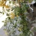 木香黄木香白木香，爬藤植物适合做花墙花架拱门长廊等
