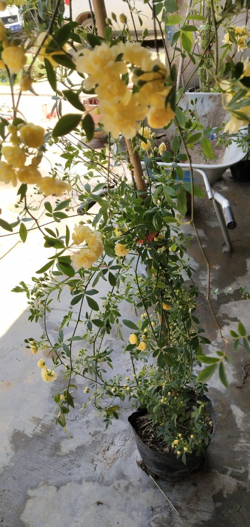 木香黄木香白木香，爬藤植物适合做花墙花架拱门长廊等