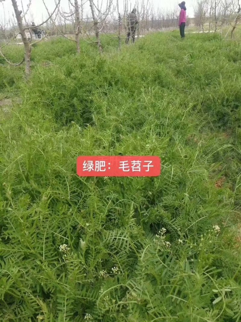 光叶紫花苕种子，改善土壤覆盖杂草果园绿肥牧草种子