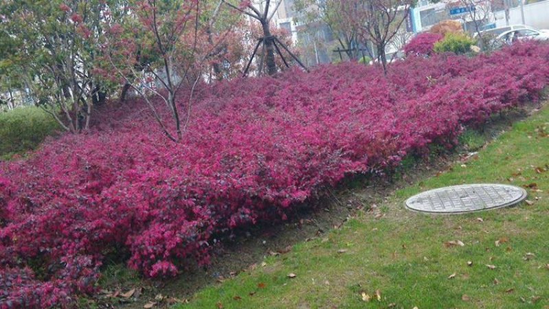 红花继木苗树苗四季常青植物庭院绿化植物园林工程绿化苗