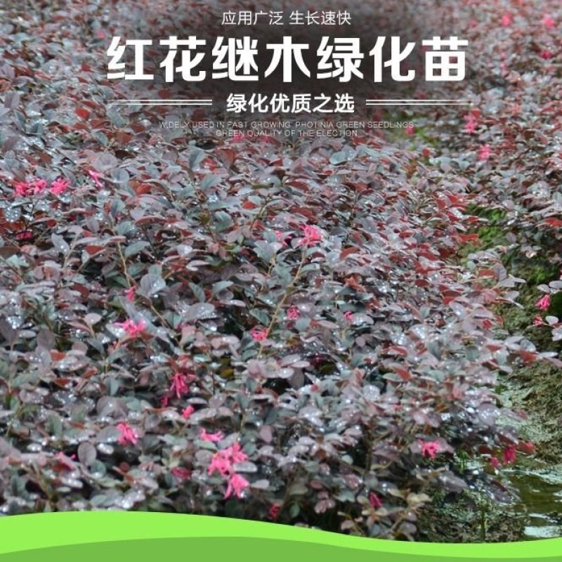 红花继木苗树苗四季常青植物庭院绿化植物园林工程绿化苗