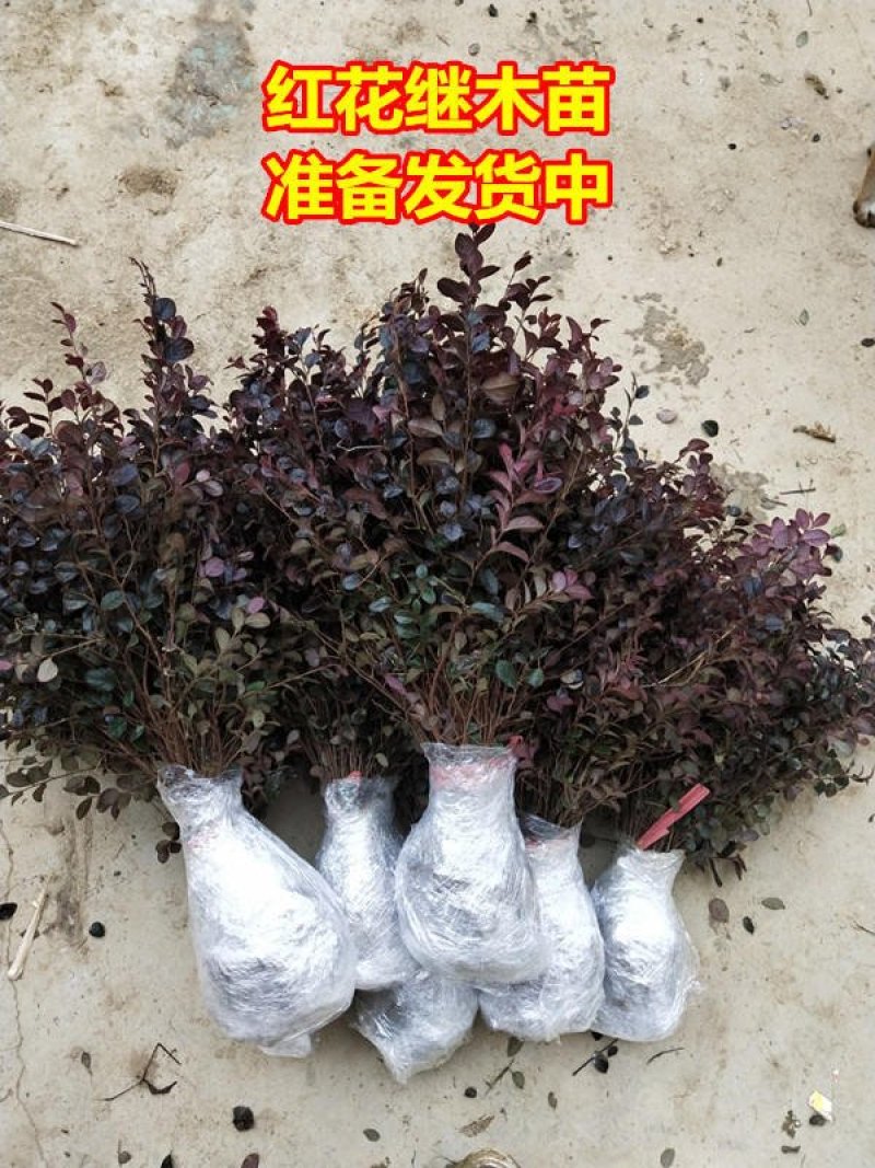 红花继木苗树苗四季常青植物庭院绿化植物园林工程绿化苗