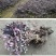 红花继木苗树苗四季常青植物庭院绿化植物园林工程绿化苗