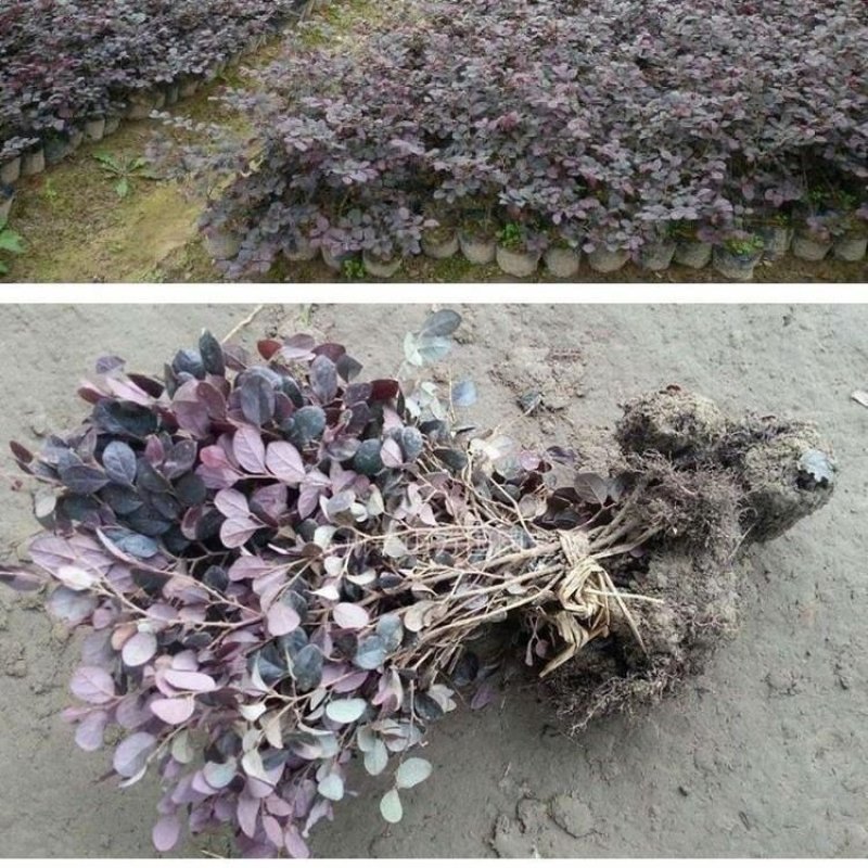 红花继木苗树苗四季常青植物庭院绿化植物园林工程绿化苗